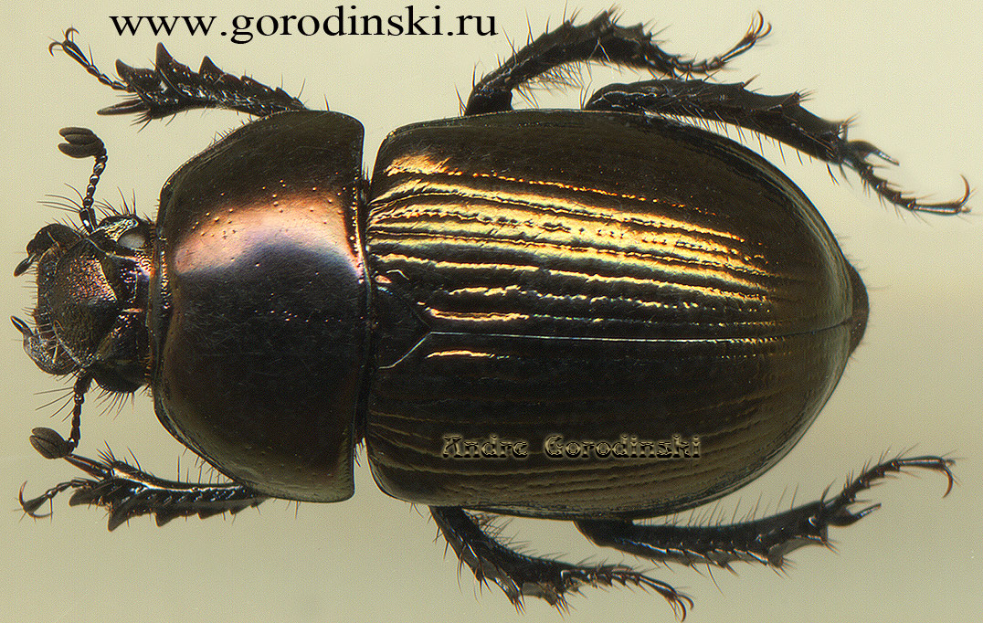 http://www.gorodinski.ru/geotrupes/Geotrupes ovchinnikovi.jpg